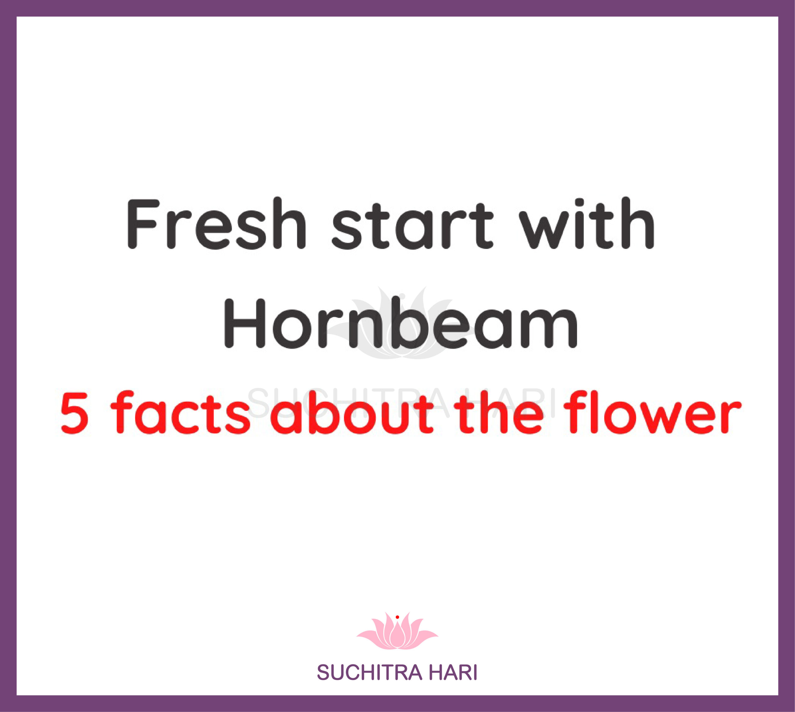Fresh start with Hornbeam: 5 facts about this flower