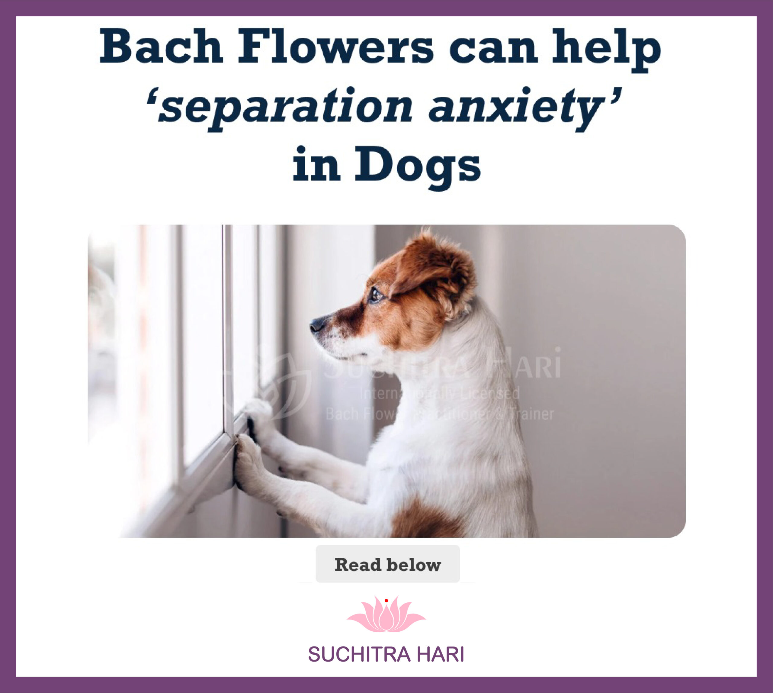 Bach Flowers can help separation anxiety in Dogs