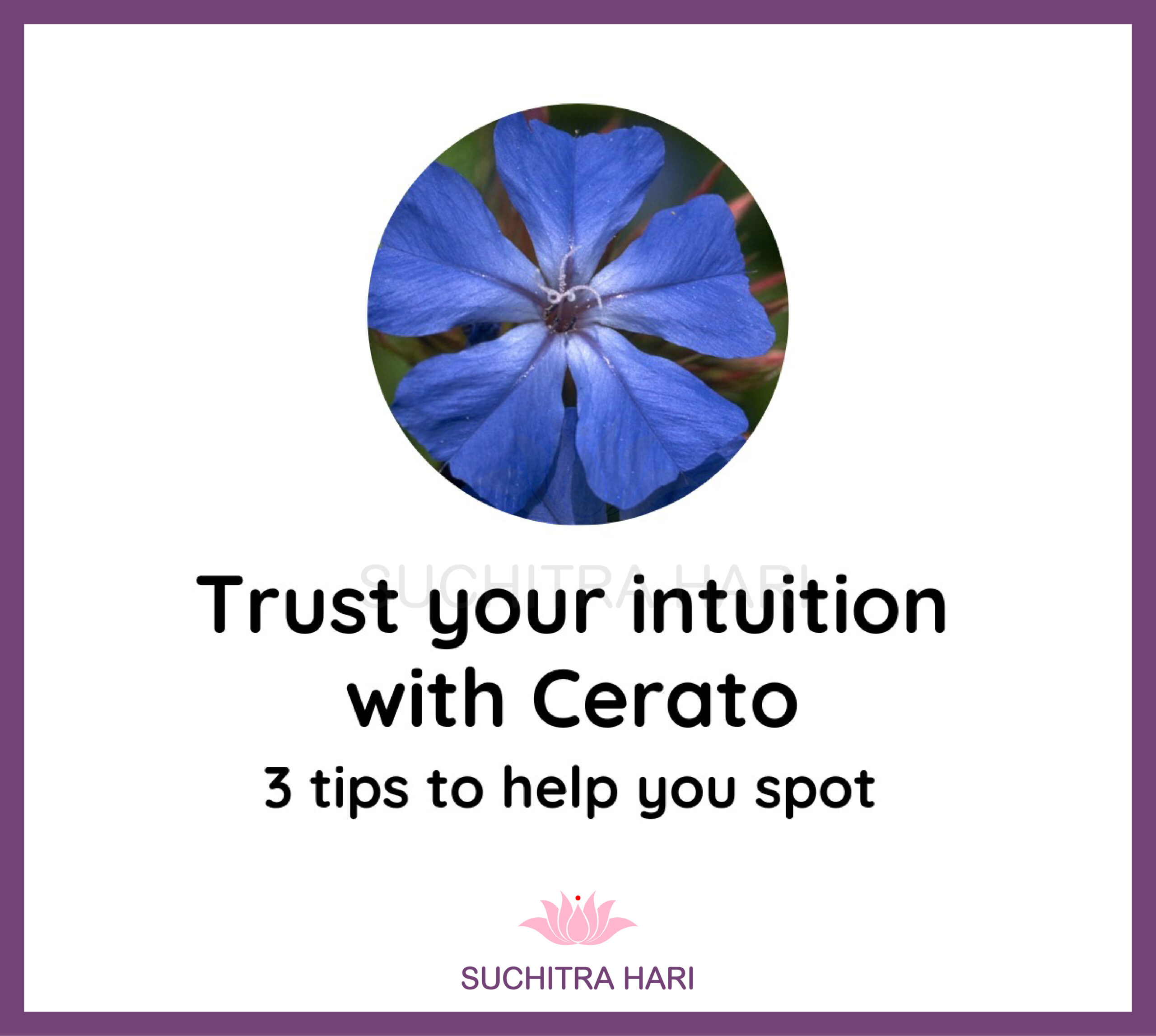 Trust your intuition with Cerato – 3 tips