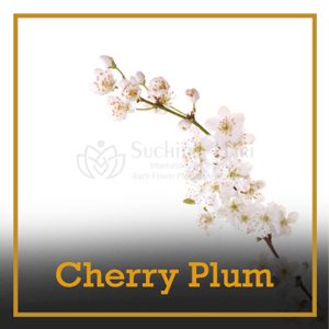 cherryplum