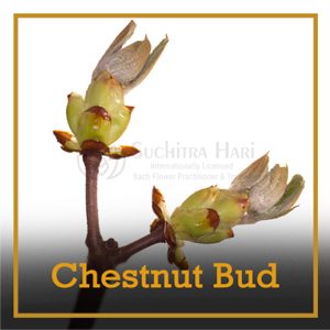 chestnut bud
