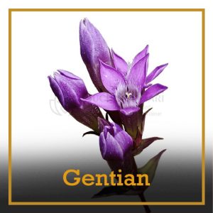 gentian