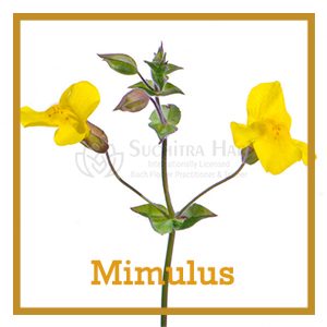 mimulus