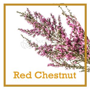 red chestnut