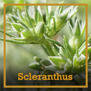 scleranthus