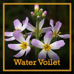 water violet