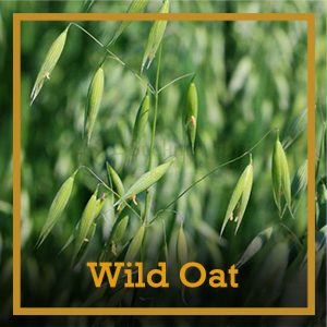 wild oat